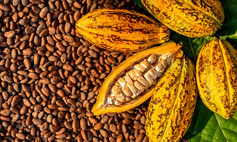Cocoa Processing Industry in Nigeria by Limult